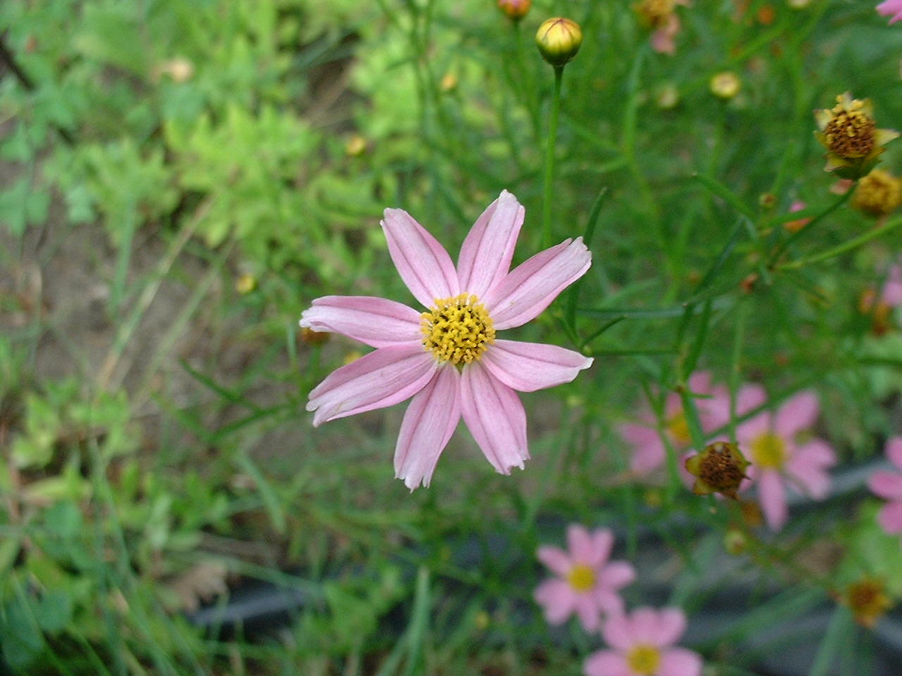 Coreopsis rosea